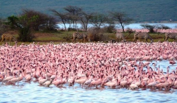 <br />
							Озеро Богория: место, где можно увидеть около 2 милл фламинго (8 фото)
<p>					