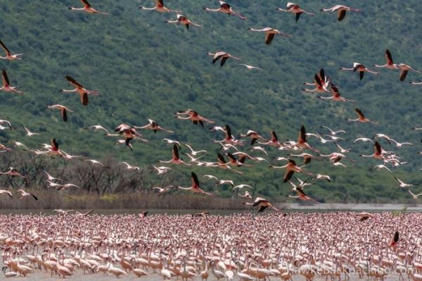<br />
							Озеро Богория: место, где можно увидеть около 2 милл фламинго (8 фото)
<p>					
